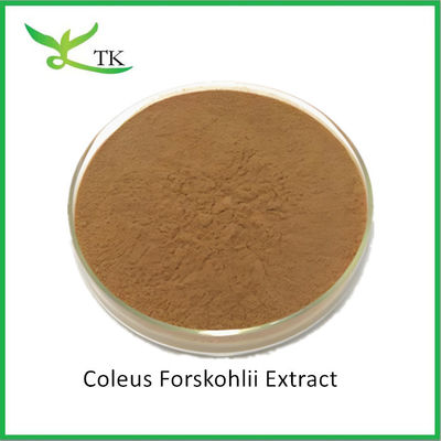 도매 천연 식물 추출물 Coleus Forskohlii 추출물 분말 포스콜린 가격